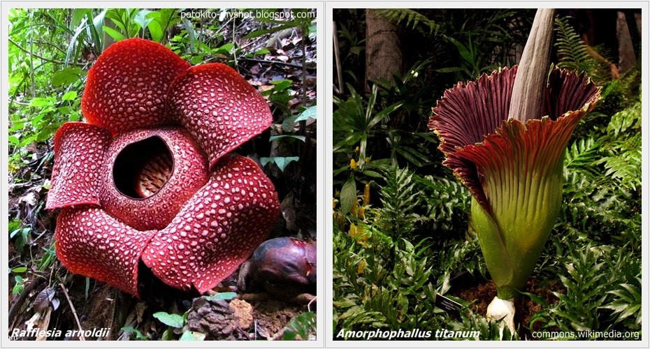 Rafflesia dan Amorphophallus titanum, Bunga Bangkai Raksasa yang Tak Serupa