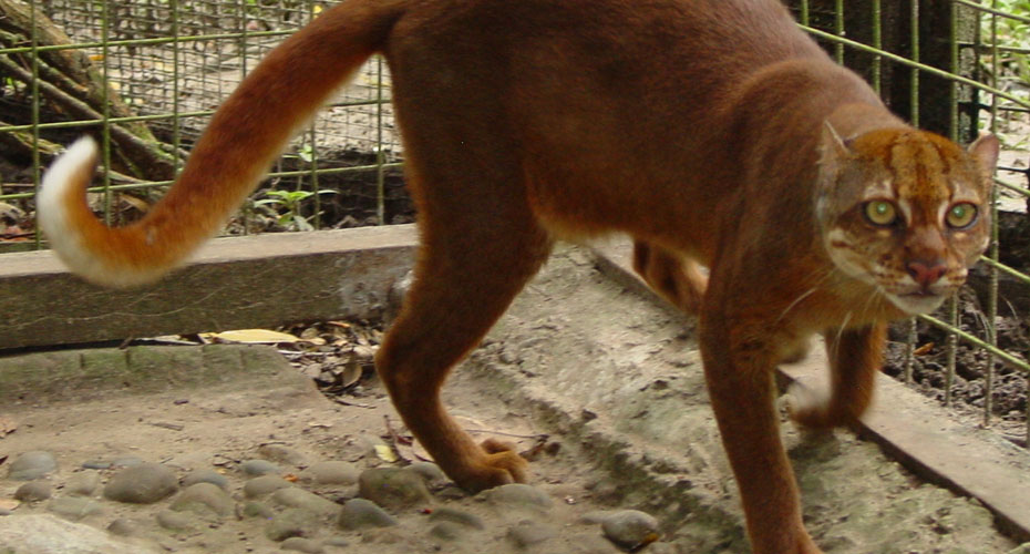 Kucing Merah Langka Khas Kalimantan