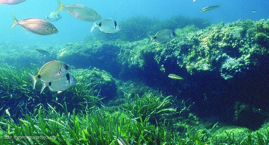 Rumput Laut dan Seagrass Serupa Tapi Tak Sama