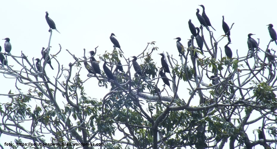 Pulau Rambut, Kerajaan Burung dan Situs Dunia