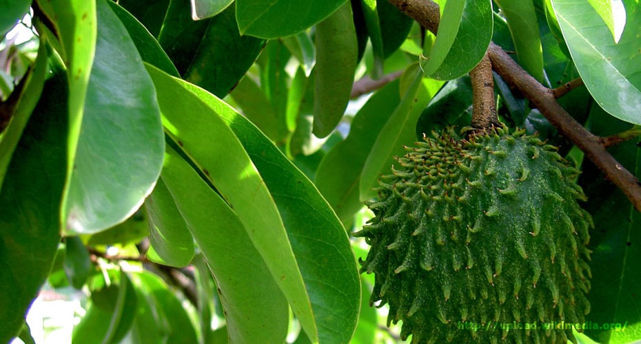 Daun Sirsak Hambat Sumber Energi Sel Kanker