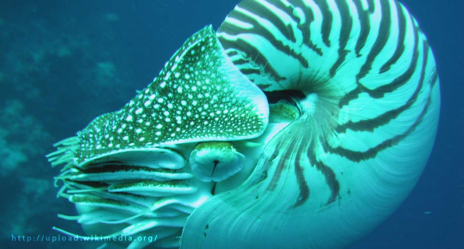 Nautilus, “Cumi-cumi” Bercangkang dari Zaman Triasic