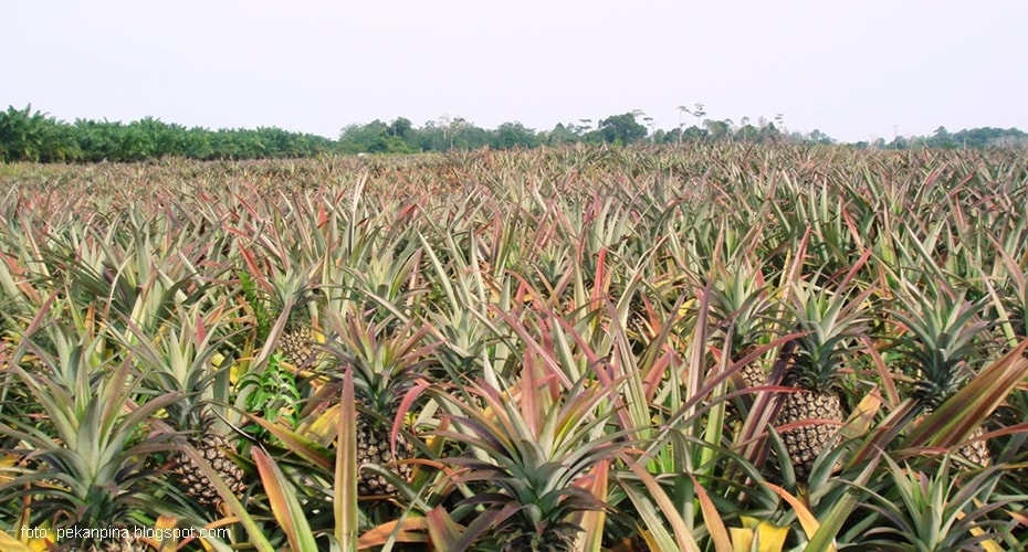 Papan Berbahan Daun Nanas, Kuat dan Ramah Lingkungan
