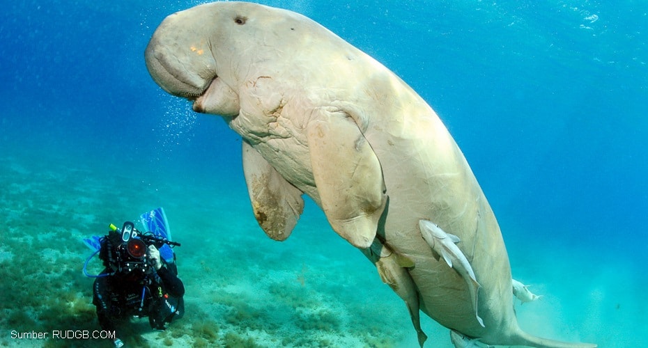 Dugong, Mamalia Herbivora Akuatik Besar yang Masih Dijumpai Hidup di Dunia