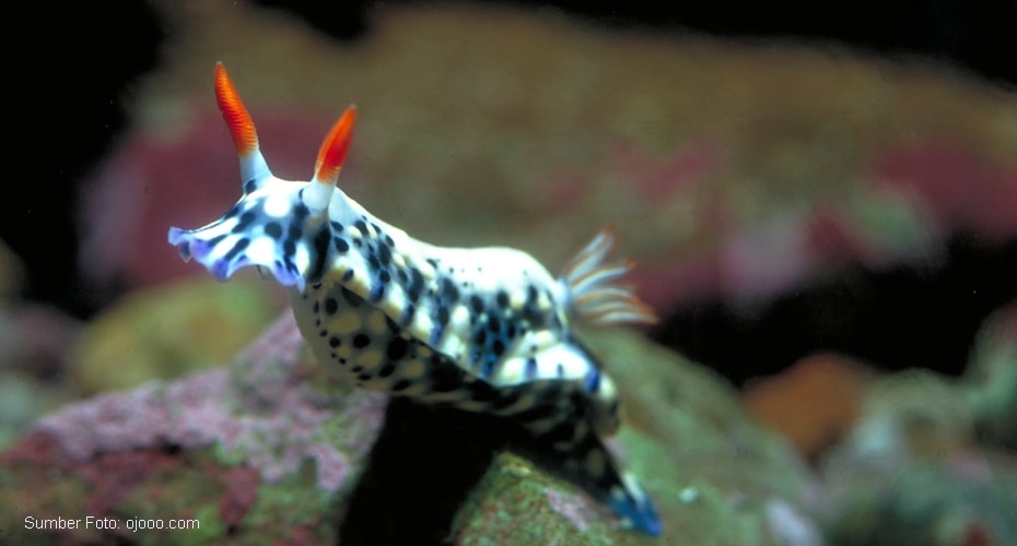 Nudibranchia Moluska Laut Berwarna-warni