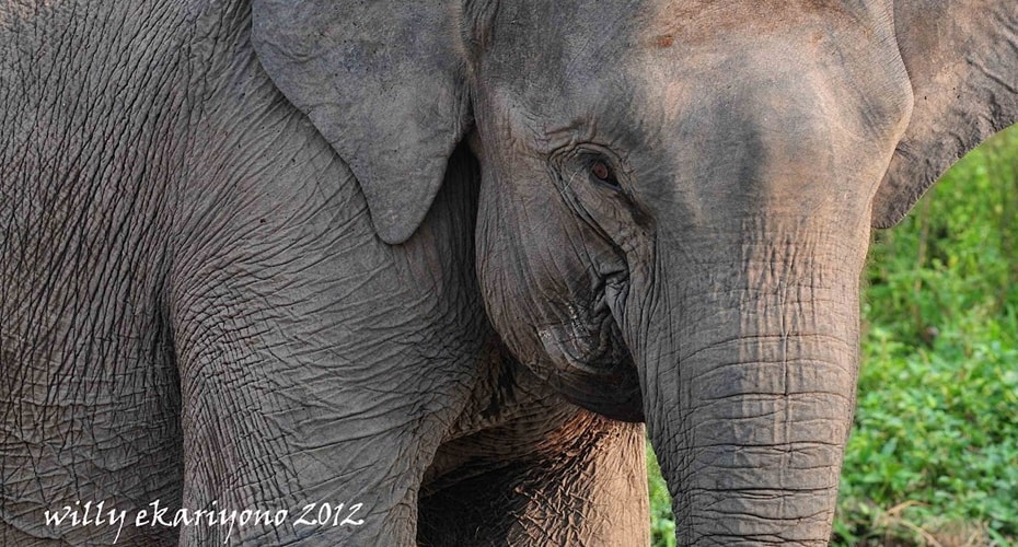 Betina Tertua Pimpin Kelompok Gajah