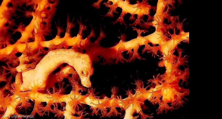 Kuda Laut Terkecil Di Dunia Ada Di Indonesia