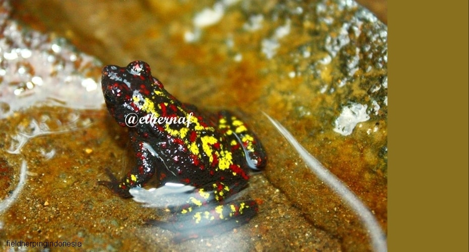 Kodok Merah, Amphibi Kecil Endemik Gunung Gede Pangrango