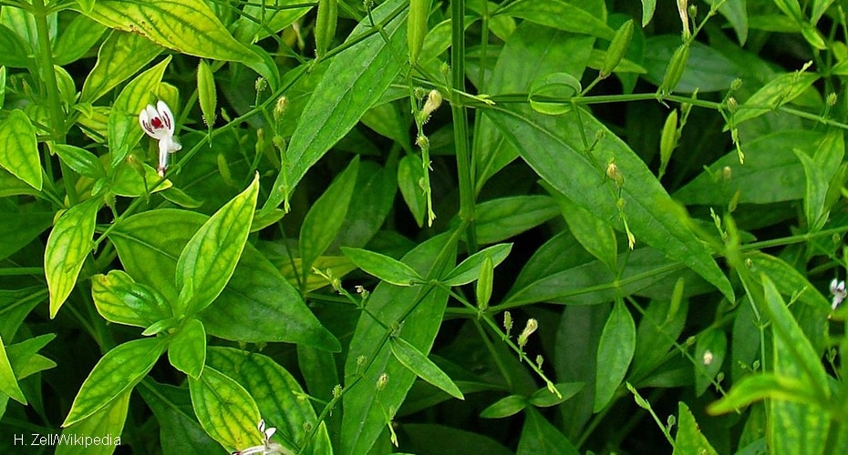 Sambiloto, Daun Pahit Berkhasiat