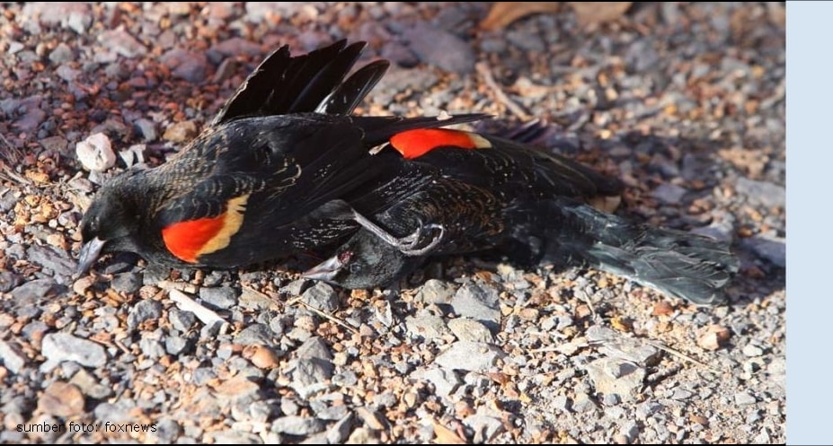 Apakah kembang api menyebabkan kematian pada burung?
