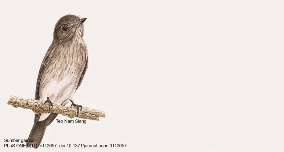 Muscicapa sodhii, burung spesies baru dari Sulawesi