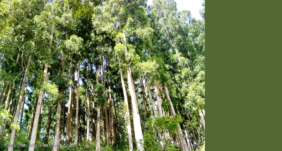 Pohon Damar penghasil kopal, tidak kuat tapi bermanfaat