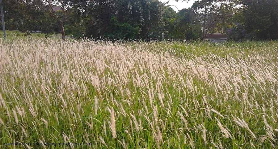 Alang-alang, spesies reklamasi di tempat ekstrim