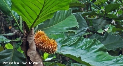 Pohon Benda, kerabat nangka yang mulai langka