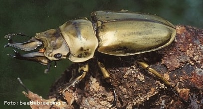 Allotopus rosenbergi, kumbang Golden Devil endemik Jawa Barat