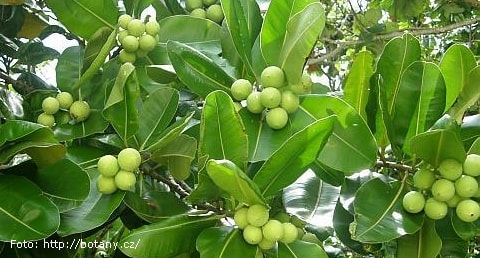 Produktifitas biji tanaman biofuel ini lebih tinggi dibanding sawit dan jarak