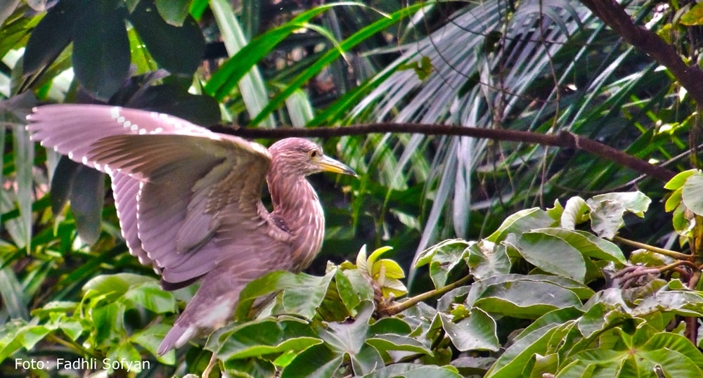 Perhatikan lagi, bulu burung terbagi beberapa jenis loh