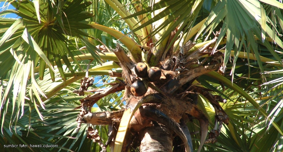Flora identitas Sulawesi Selatan, Borassus flabelliformis