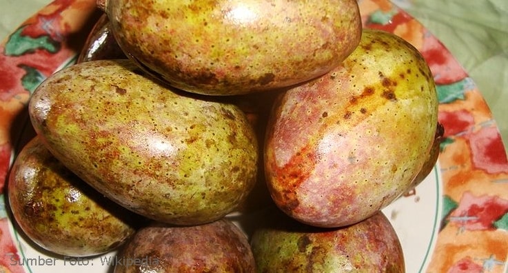 Mangga kasturi, buah mungil yang punah di habitat alami