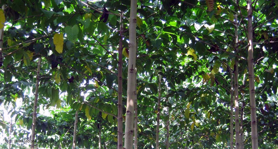 Shorea stenoptera, tengkawang si pohon meranti merah