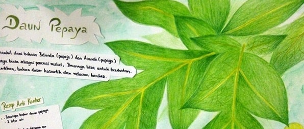 Usir hama dengan daun pepaya