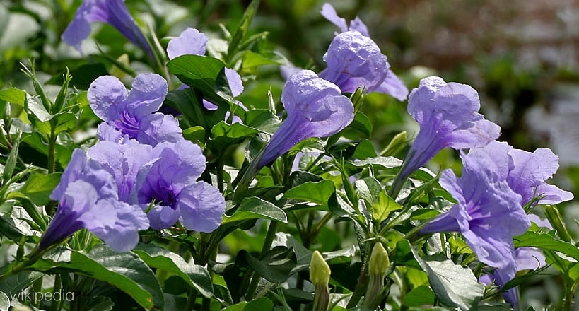 Ruellia tuberosa, Awas tumbuhan ini bisa meledak!