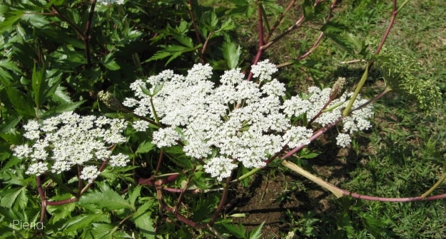 Angelica acutiloba: Ganti tanaman pewarna alami