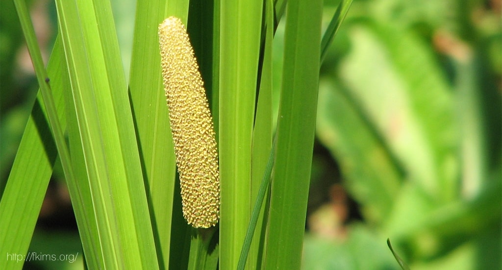 Dringo , tanaman obat sekaligus biopestisida