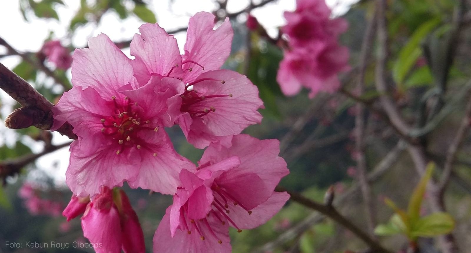Bulan juli ini bunga sakura mekar di Cibodas