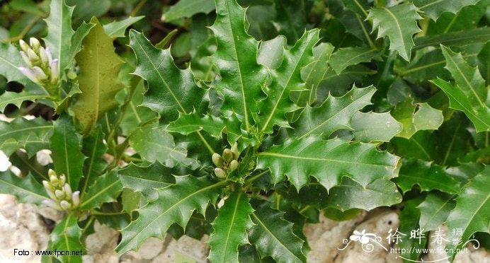 Jeruju, holly mangroves kaya manfaat