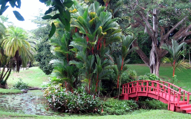 Cantiknya Si Merah Identitas Jambi