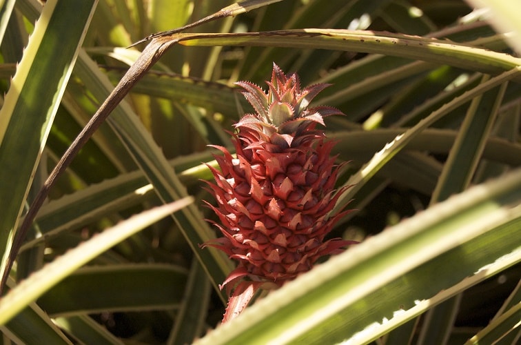 Manisnya Nanas dan Cantiknya Tas dari Serat Daunnya
