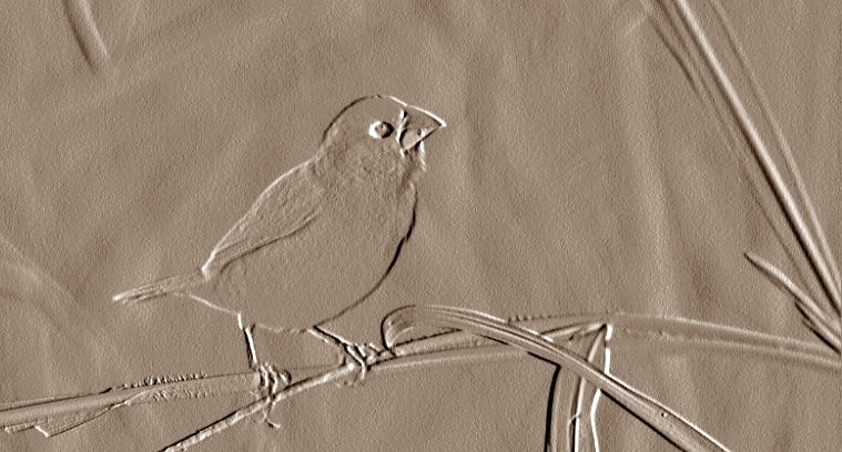 Kerabat Burung Pipit ini Terancam Punah