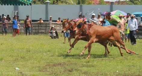 Di Madura sapi bisa lebih banyak dari manusia