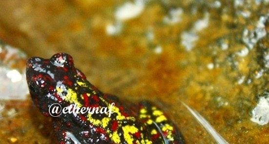 Bleeding Toad, Kodok Endemik Gunung Gede – Pangrango