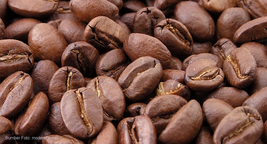 Pecinta Kopi? tahu perbedaan robusta dan arabika?