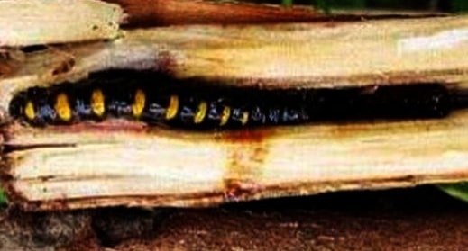 Cryptophasa sp, Spesies Baru Ini Merugikan Petani Cengkih di Sulawesi Utara