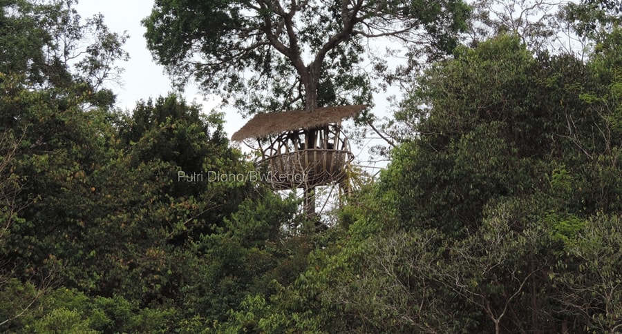 Naik Rumah Pohon Tersembunyi di Hutan Way Kambas