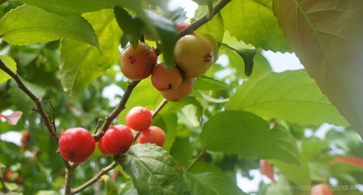 Asam! Ini Lobi-lobi Bukan Cherry