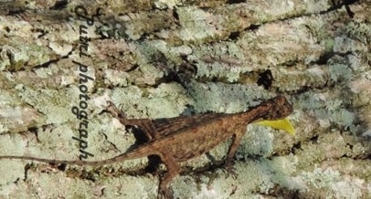 Cecak Terbang Ternyata Bukan Cecak dan Bukan Terbang