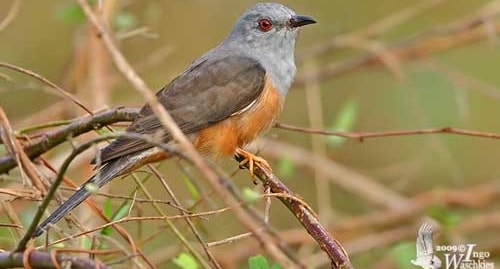 Burung sibuang anak, pertanda kematian?