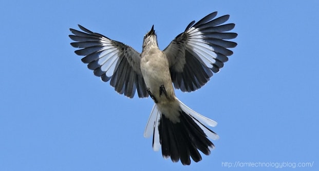 Mockingbird, Si Burung Peniru Ulung