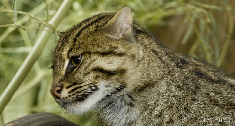 Prionailurus viverrinus, Kucing yang Mahir Menyelam