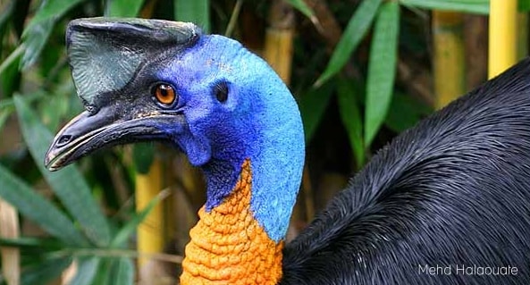 Burung Dinosaurus dari Papua