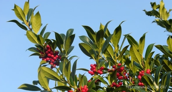 Mensira Gunung The Holly Tree, dari Simbol Natal hingga Tongkat Sihir Harry Potter