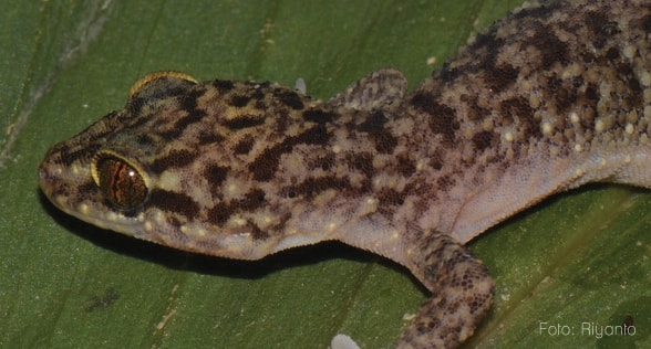 Scientist from LIPI Discovered a New Species, Cryctodatylus petani.