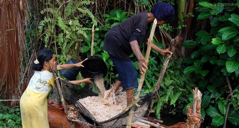 Pakan Ternak dari Limbah Pengolahan Sagu
