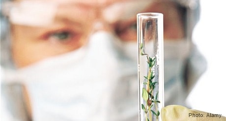 Forensic Botany, Mengungkap Kasus Lewat Jejak Tumbuhan