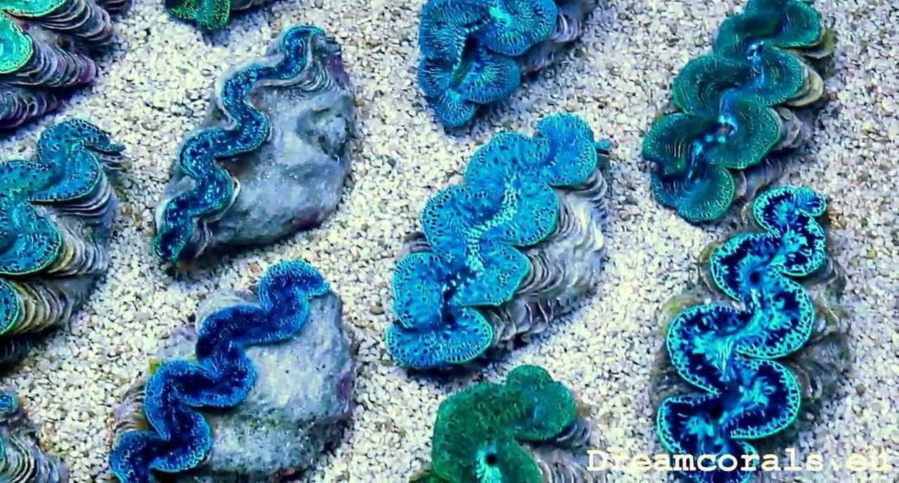 Kima, Kerang Raksasa yang Tinggal Sedikit Tersisa