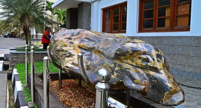 Fosil Pohon, Keanekaragaman Hayati dari Masa Lampau